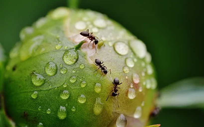 Ants1
