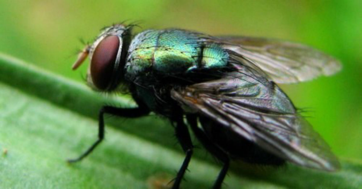 FI-Types-of-Flies