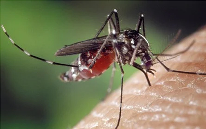 MOSQUITOS