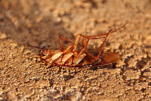 cockroach-3116192__340